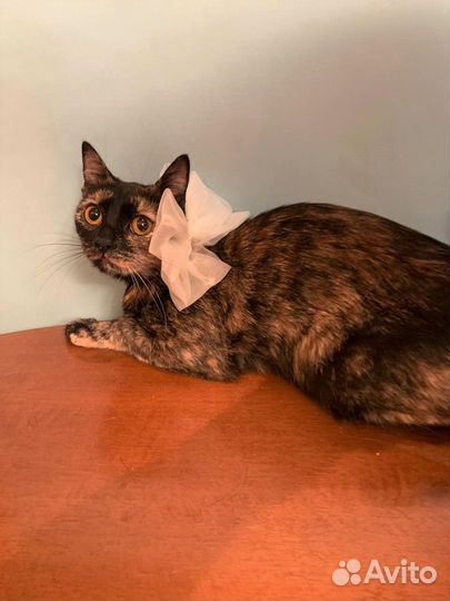 Котёнок девочка, в добрые руки, черепаховая