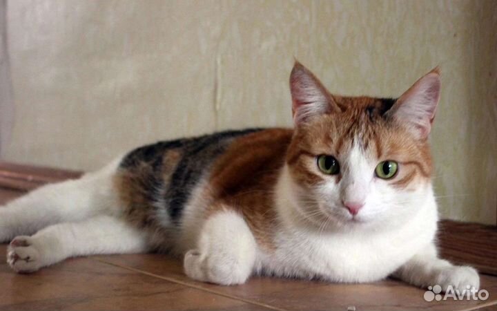 Кошечка богатка в дар