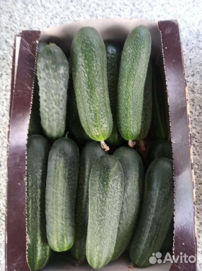 Продаю семена огурцов, раннеспелые