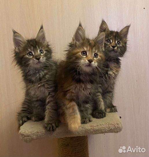 Котята мейн-кун