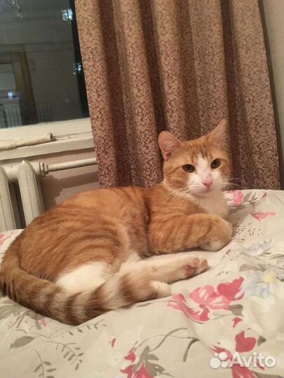 Кот говорун