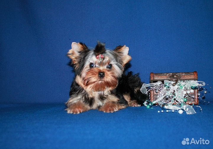 Четырехмесячный мальчик - красавчик