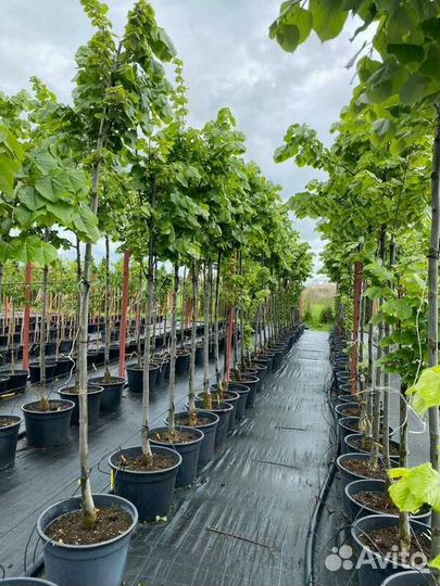 Липа войлочная Брабант/250-300 см о/с 12-14