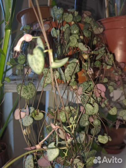 Церопегия вуда