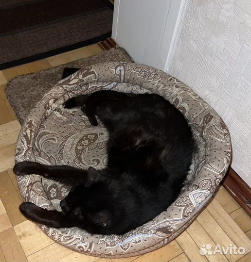 Кошка Зося в добрые руки