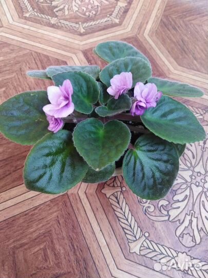 Фиалки (5шт)