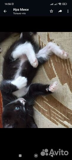 Кошка в дар бесплатно