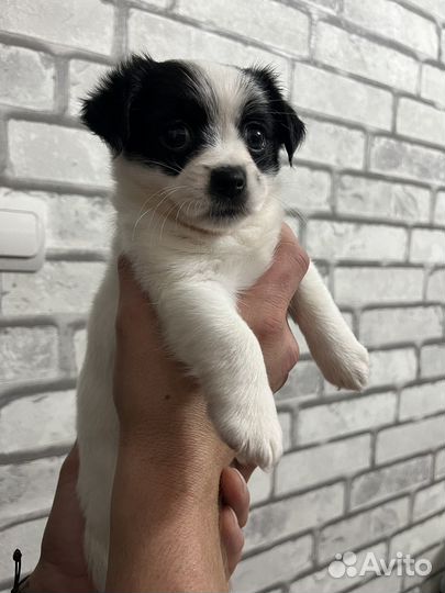 Щенок джек рассел терьер