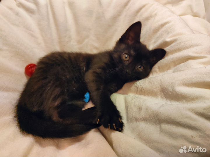 Черный котенок в добрые руки