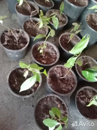 Лавр благородный