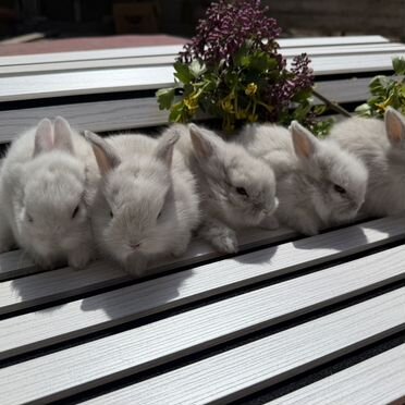 Декоративные кролики