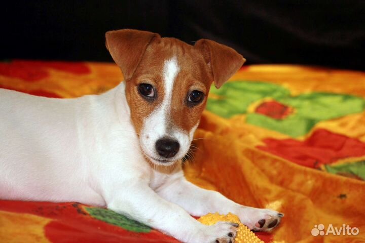 Коротколапая крошка от Чемпиона