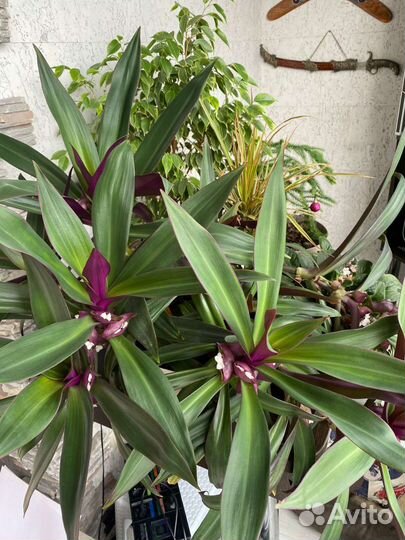 Традесканция рео