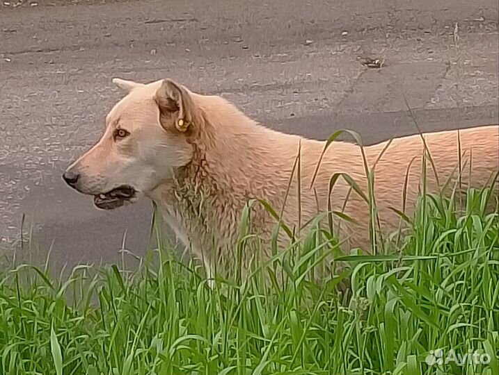 Собаки бесплатно в добрые руки