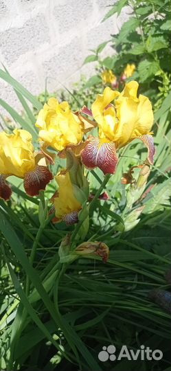 Ирисы сортовые