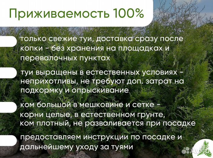 Туя Брабант 200-220см для посадки зеленой изгороди