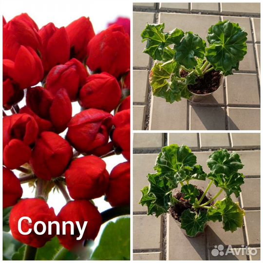 Пеларгония тюльпановидная