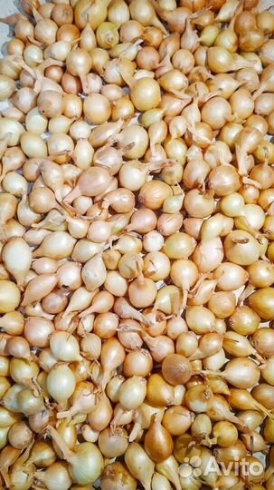 Лук-севок Штут, Стурон, Центурион (опт и розница)