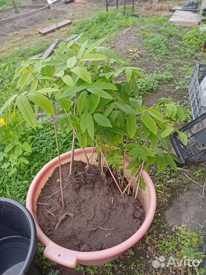 Манжурский орех саженец