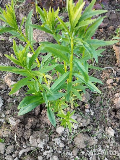 Леукантемелла осенняя (