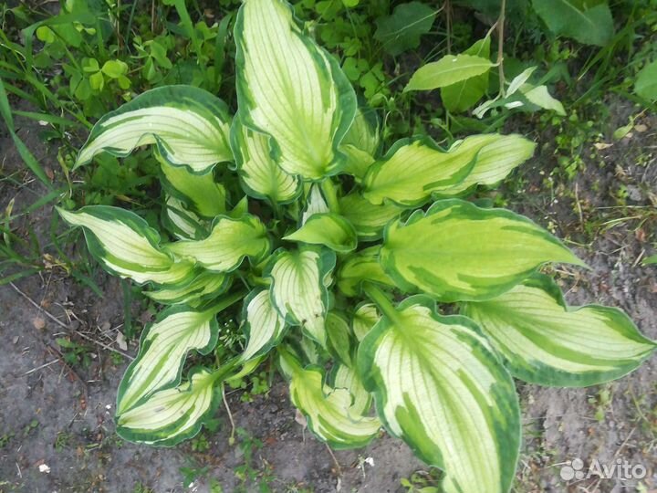 Хосты, Баданы, Гейхеры,Лилейники