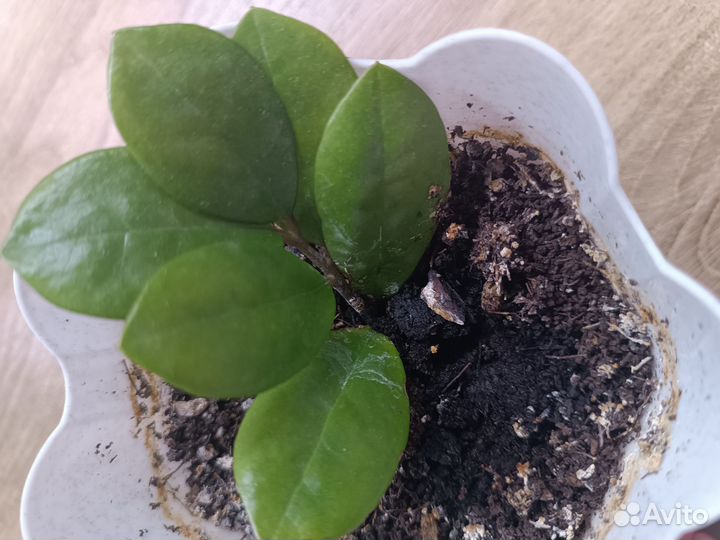 Замиокулькас