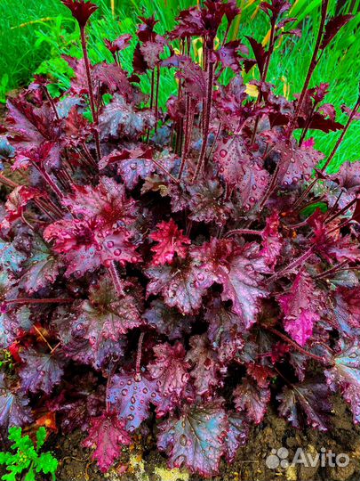 Гейхера Многолетняя