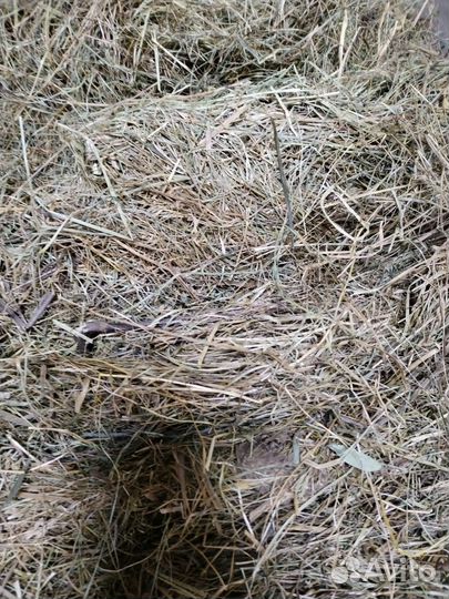 Сено в квадратных тюках