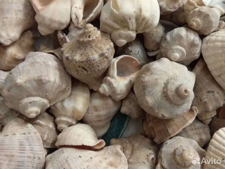 Морские ракушки раковины