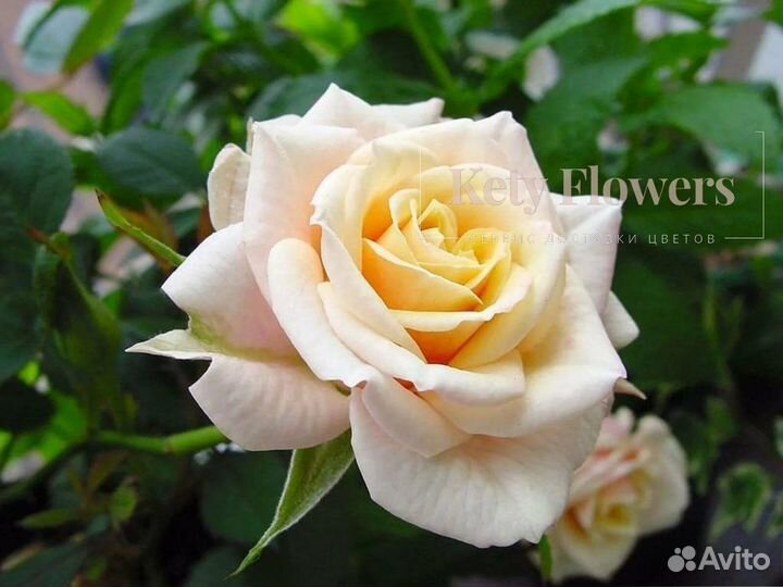 101 роза оптом букет доставка розы