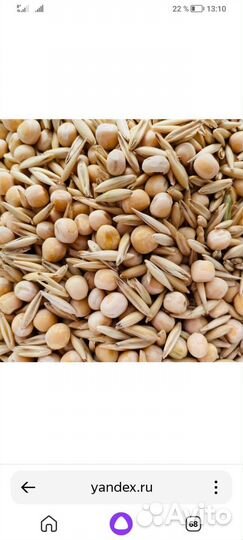 Овёс с горохом, пшеница