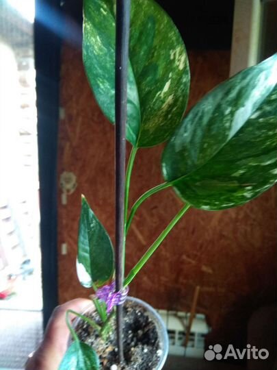 Эпипремнум пиннатум вайт марбл