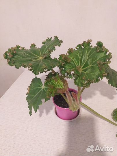 Бегония воротничковая Криспа