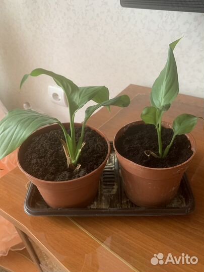 Спатифиллум или женское счастье