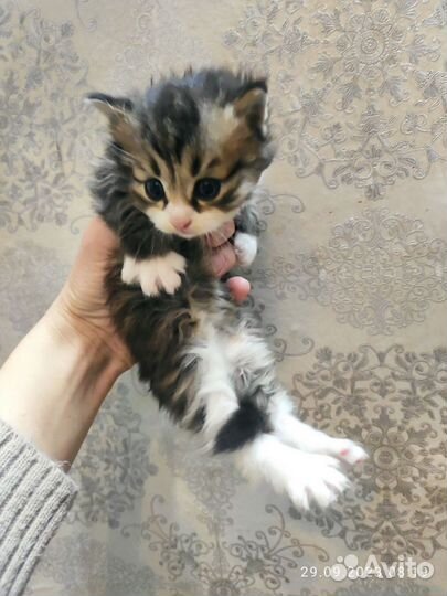 Кошка в дар