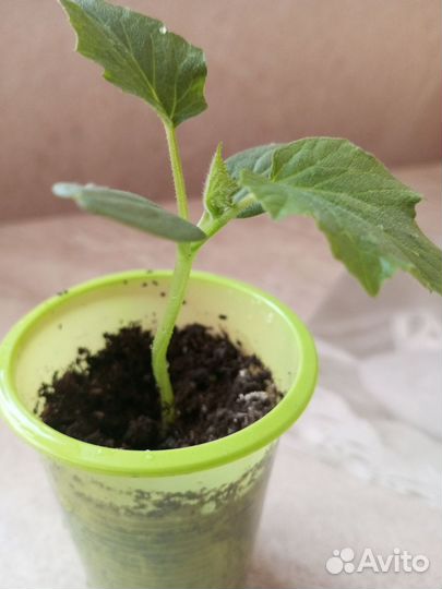 Рассада огурцов