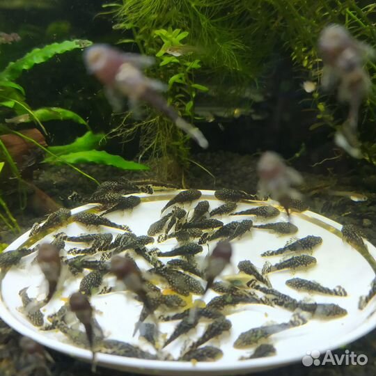 Сомики анциструсы, гуппи, чёрные Молли