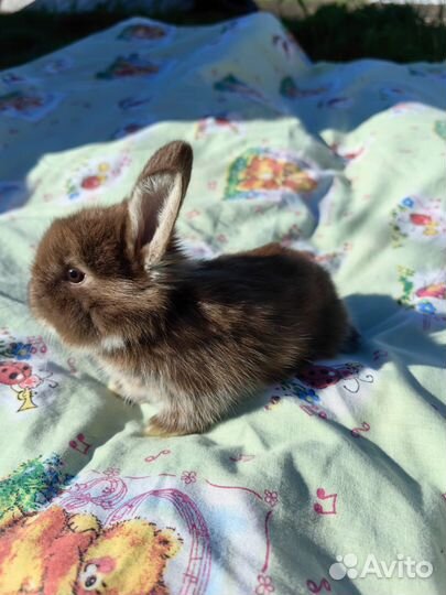 Декоративные кролики вислоухие