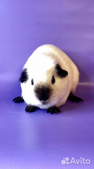 Морская свинка Англ.крестед Калифорния(самец)