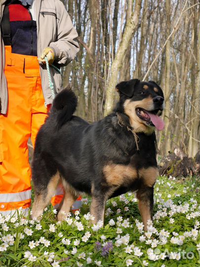 Собака Найс