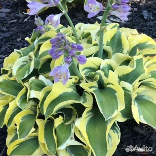 Хосты 7 Мини