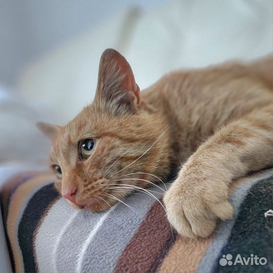 Молодой котик в добрые руки