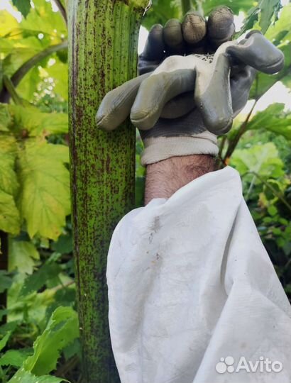 Обработка от тараканов, клопов, муравьев, мышей