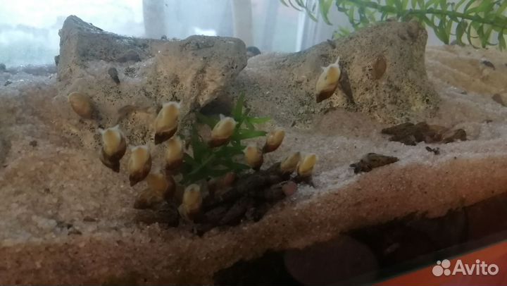 Улитки Покемоны