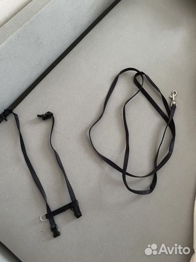 Поводок и шлейка для котят