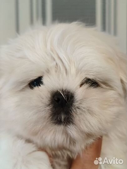 Щенки мальтезе мини