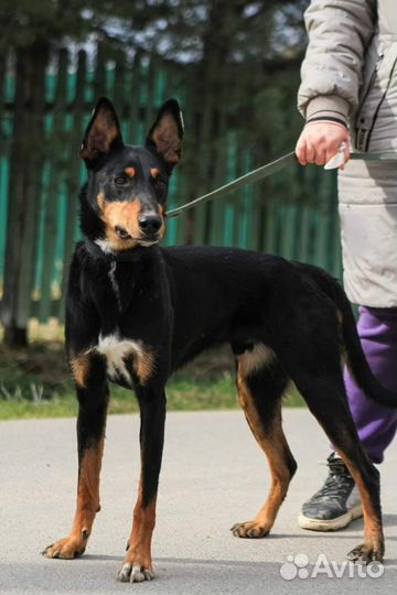 Симба, метис пинчера ищет семью