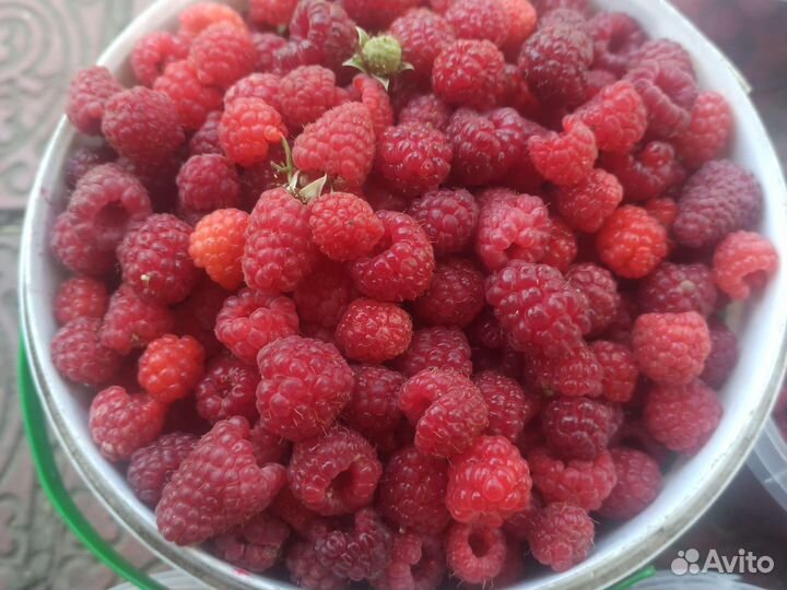 Малина домашняя