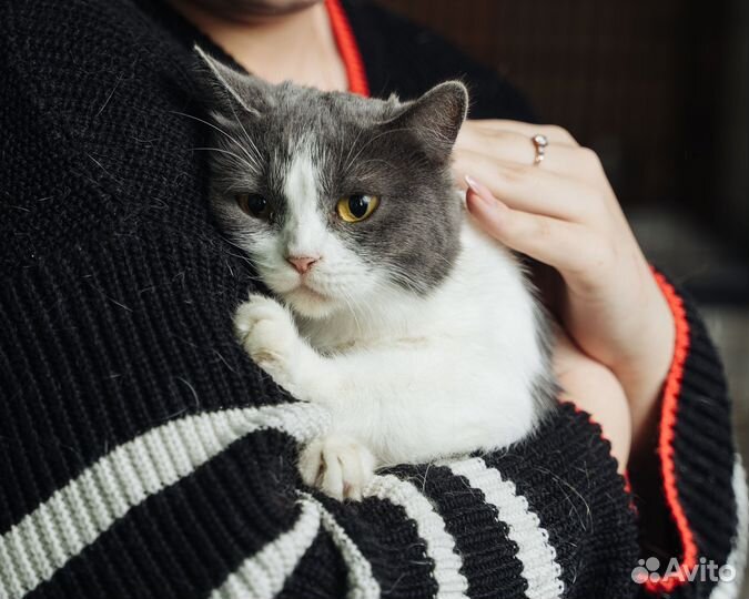 Кошка в дар