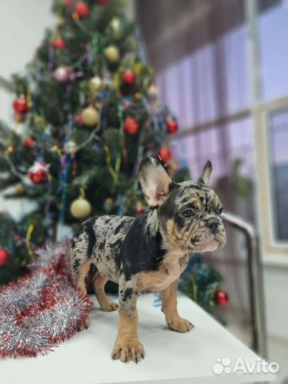 Эксклюзивный щенок французского бульдога